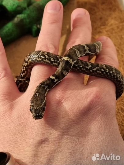 Змея маисовый полоз