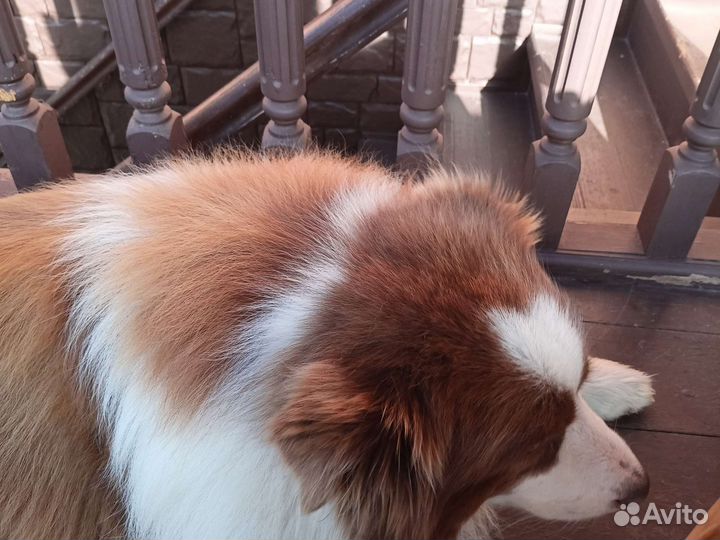 Собачья шерсть