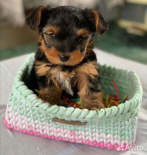 Йоркширский терьер