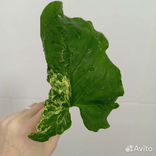 Сингониумы 10сортов