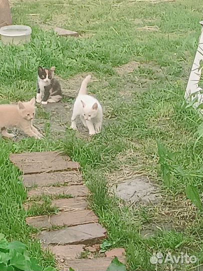 Отдам в добрые руки маленьких пушистиков