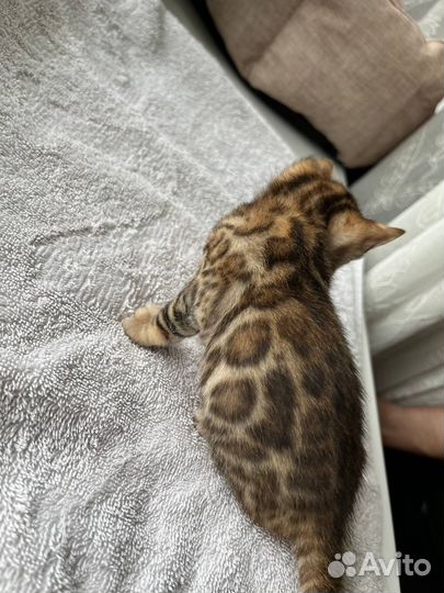 Бенгальские котята
