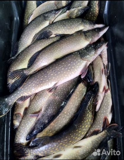 Свежая рыба лещ и щука
