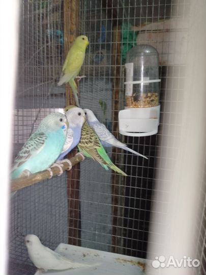 Канарейки, попугаи