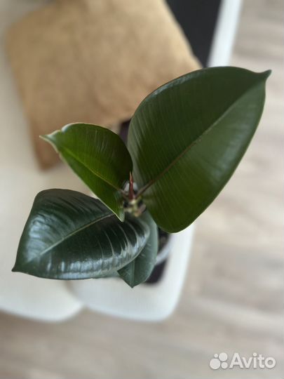 Фикус Эластика робуста