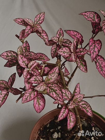 Гипоэстес розовый