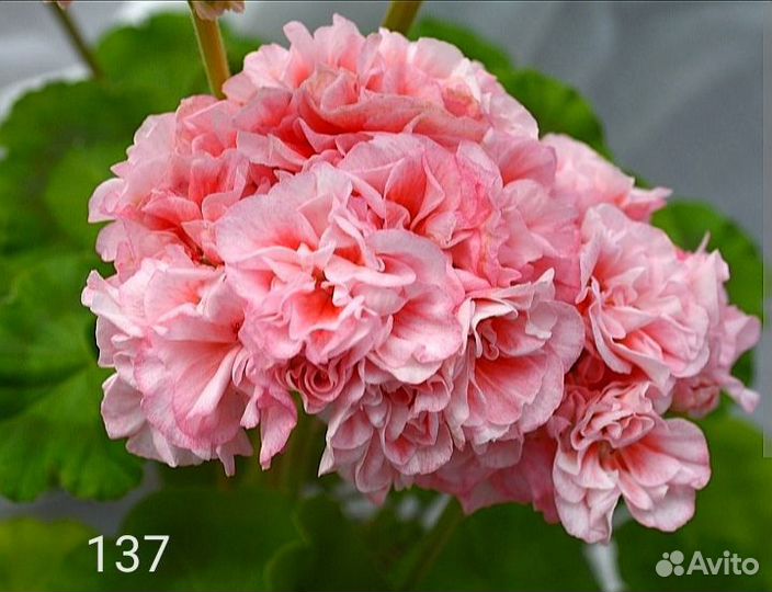 Пеларгония