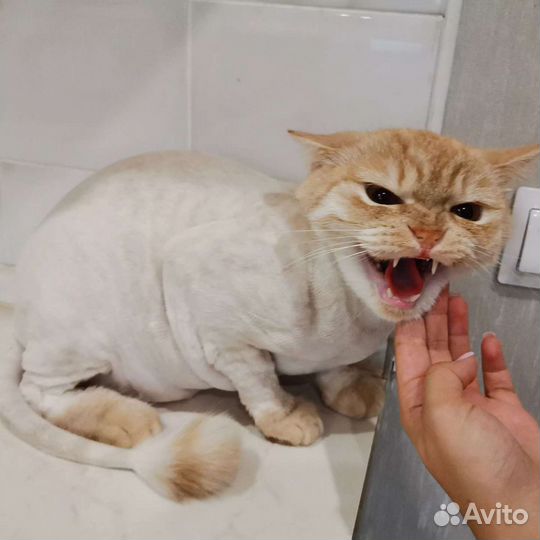 Стрижка кошек и собак