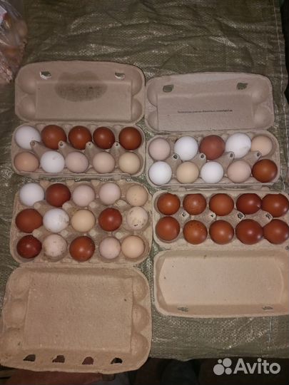 Яйцо инкубационное и домашние