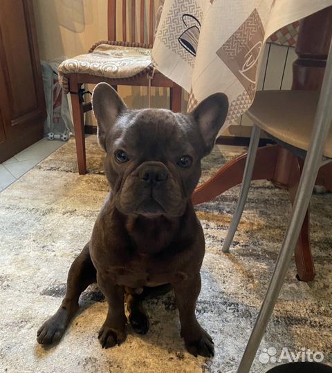 Вязка голубого французского бульдога