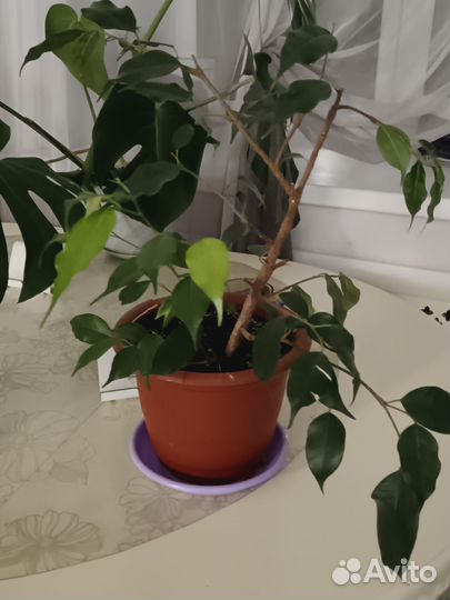 Фикусы Бенджамина