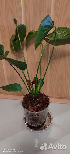 Антуриум Адиос Чоко