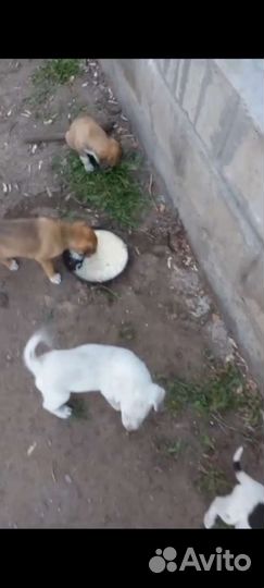 Щенки