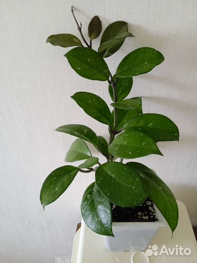 Хойи разные взрослые растения