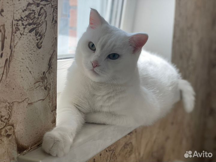 Кот в добрые руки
