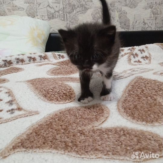 Швебриси