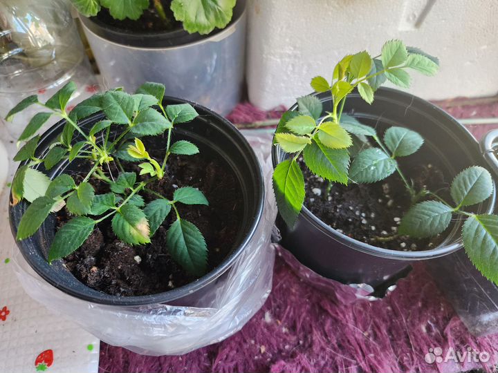 Роза комнатная домашняя