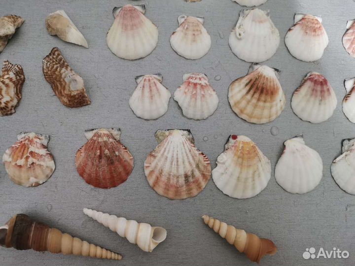 Набор ракушек