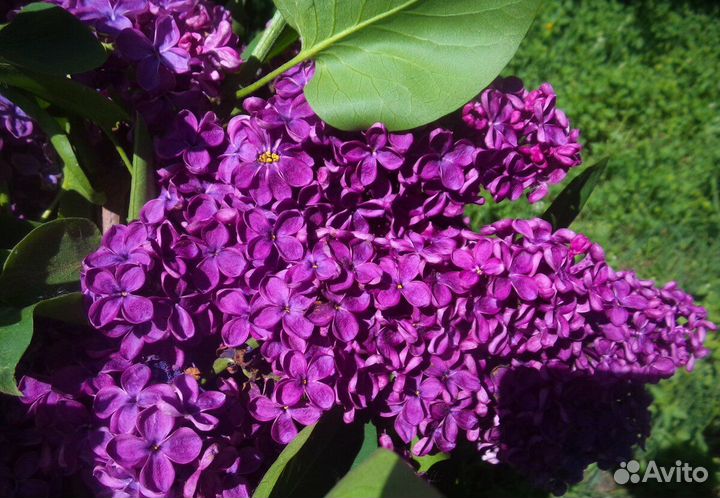 Каллы Канны Сирень саженцы разного цвета