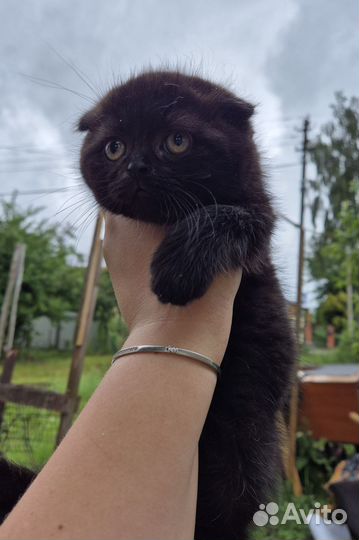 Шотландские котята