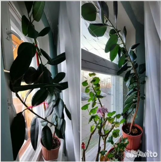 Фикус каучуконосный