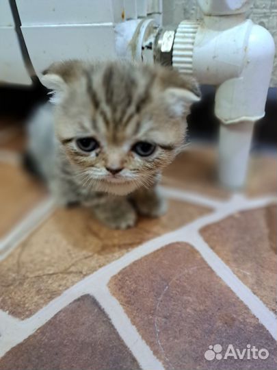 Шотландская вислоухая кошка