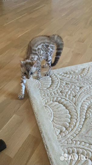 Бенгальская кошка