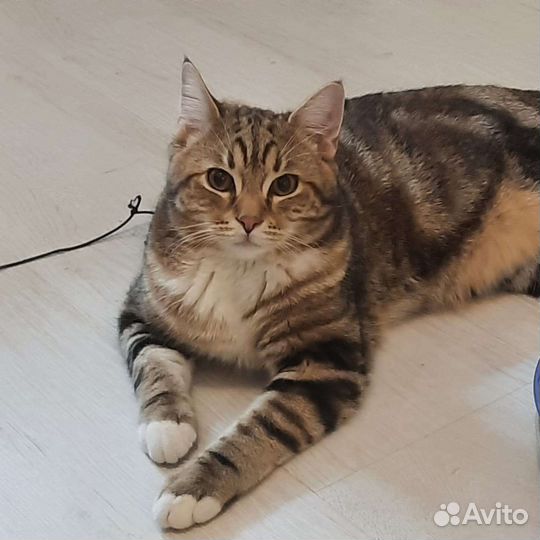 Кот бесплатно