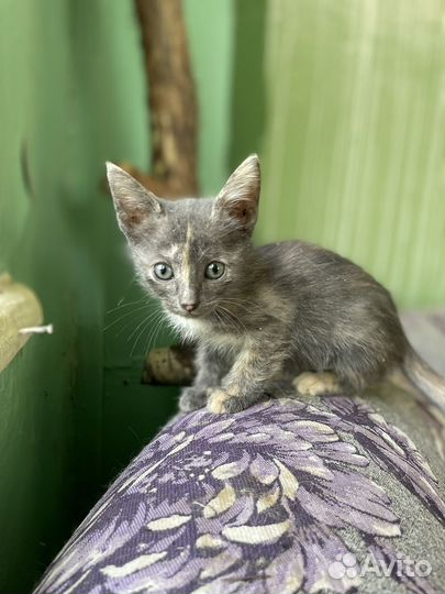 Кошка/котята