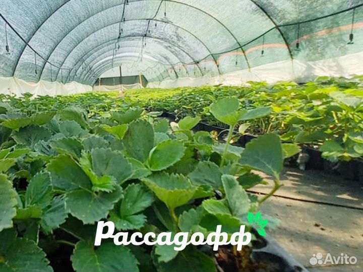 Рассада клубники. Оптом от 128 шт