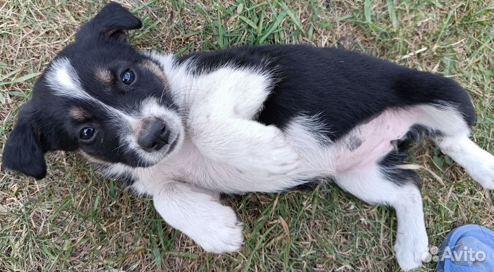 Щенки в добрые руки