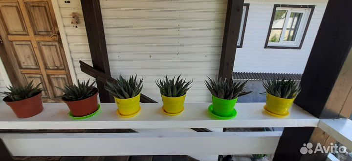 Алоэ остистое