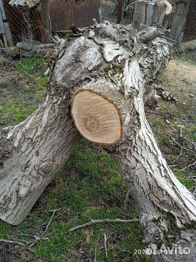 Дерево на слэб