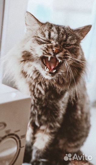Сибирская кошка