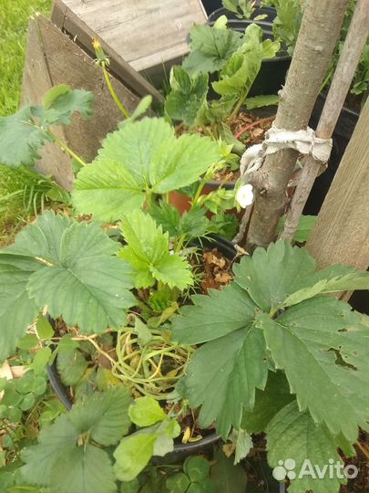 Рассада клубники