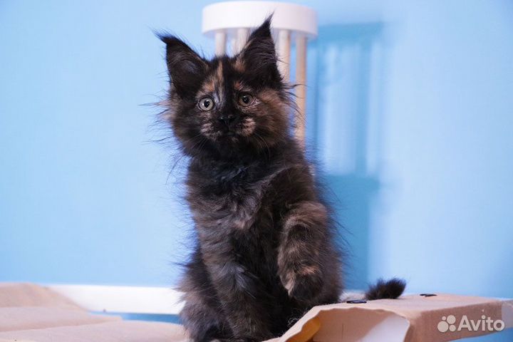 Мейн-кун котенок
