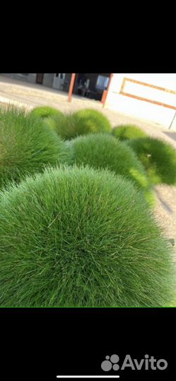 Растения для сада