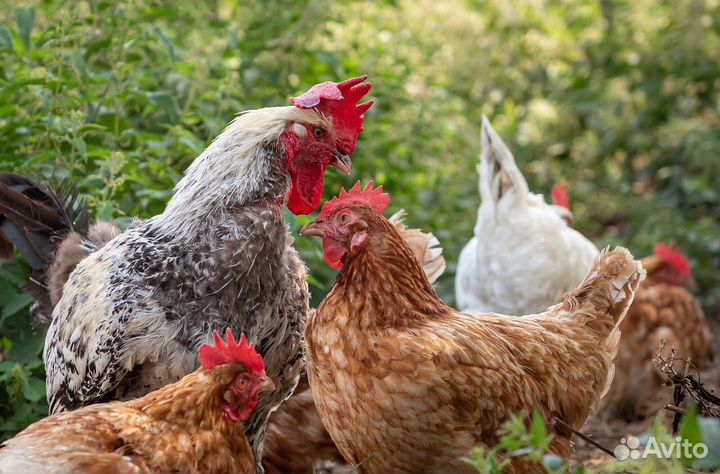 Курица молодка