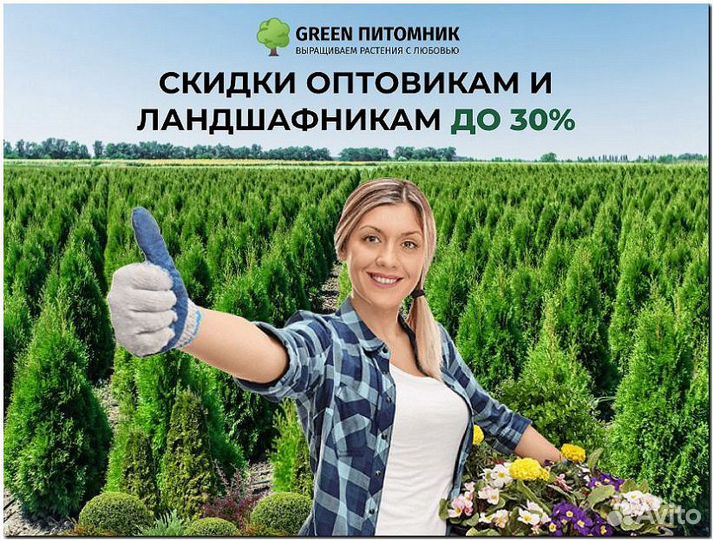 Туя Брабант 2 м