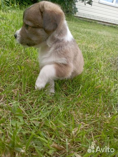 Самый милый щенок, девочка Лялька ищет дом