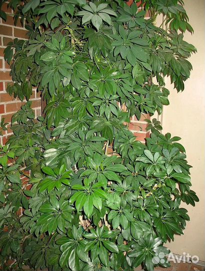 Шеффлера, семена