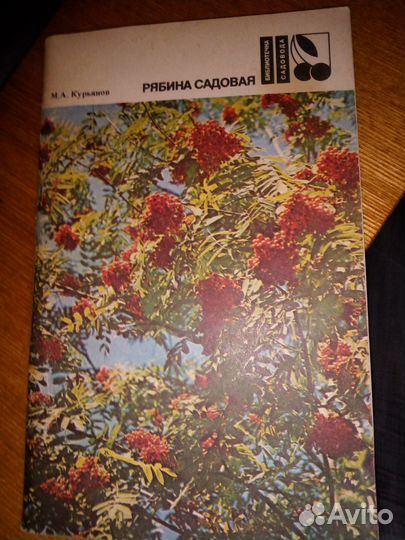 Курьянов М.А.Рябина садовая