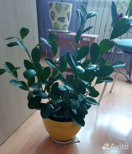 Фикус Microcarpa Moclame (Мокламе, Моклейм)