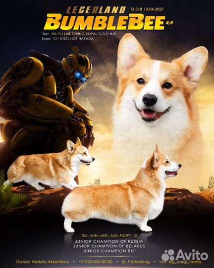 Вельш корги пемброк для вязки