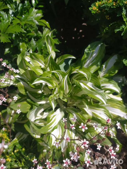 Многолетние цветы для сада