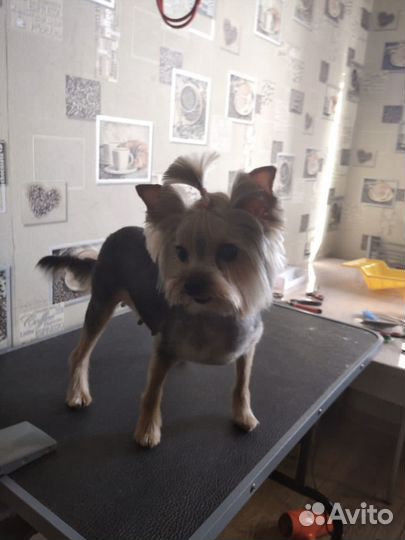 Малышка иорка