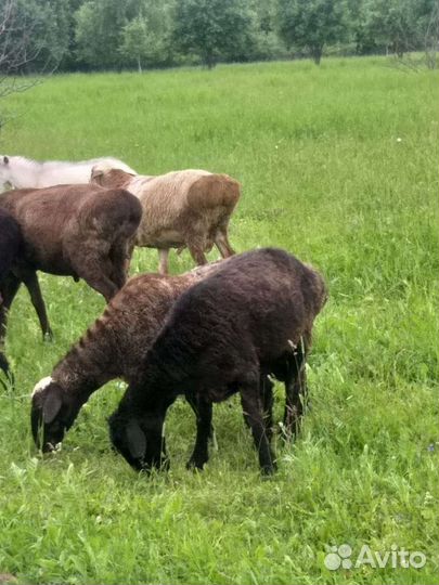 Курдючные бараны