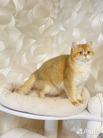 Британская кошка