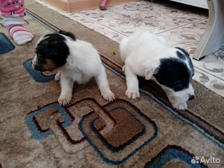 Жёстко шерстный фокстерьер