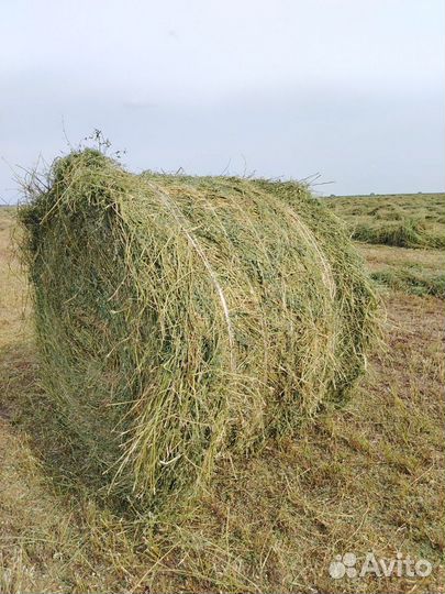 Сено, чистая люцерка. Продаётся н/п Тоншерма